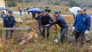 湖北宜昌警方破获重大危害珍贵野生动物案