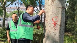 德州市城管局全面启动杨柳飞絮抑制剂注射工作